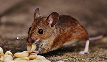 24 Hour & Emergency Exterminators in Durhamville, NY